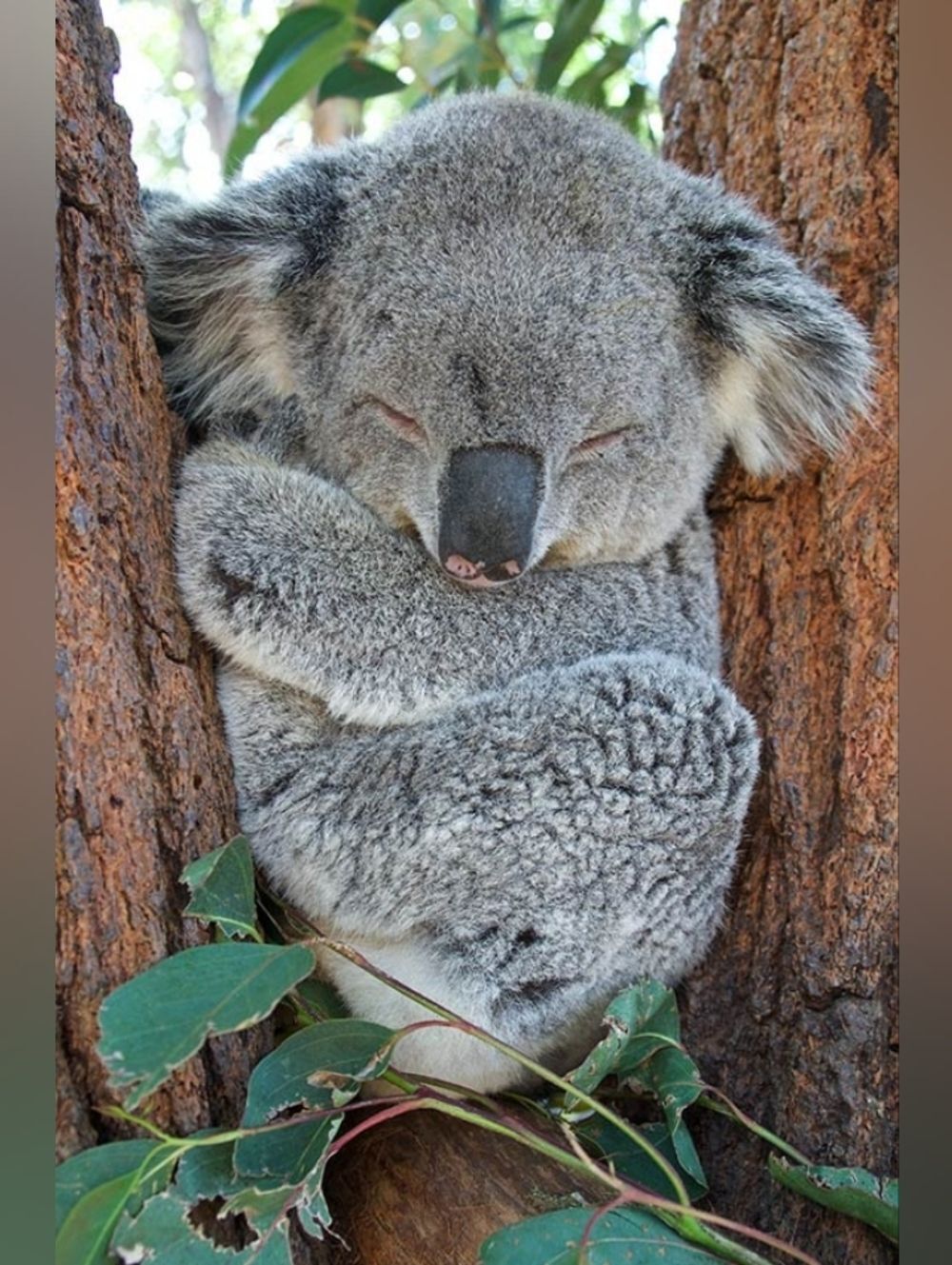 Grey Koala Bear Custom Fridge Magnet Home Office Decor